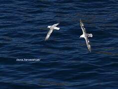 Northern Fulmar