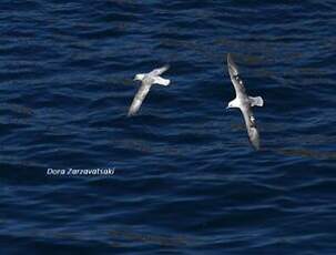 Fulmar boréal