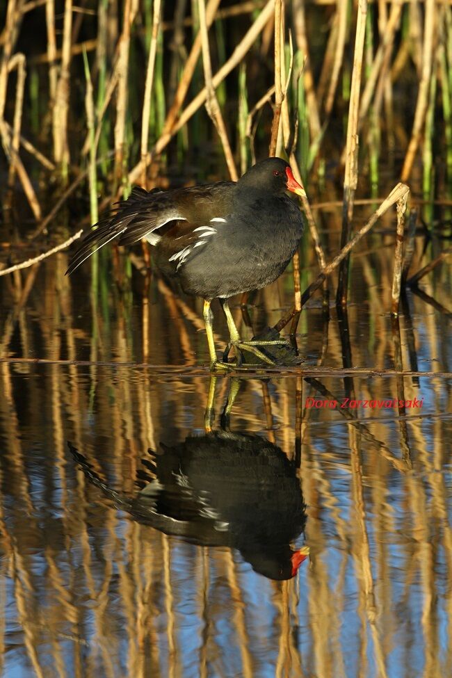 Common Moorhen