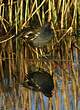 Gallinule poule-d'eau