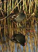 Common Moorhen