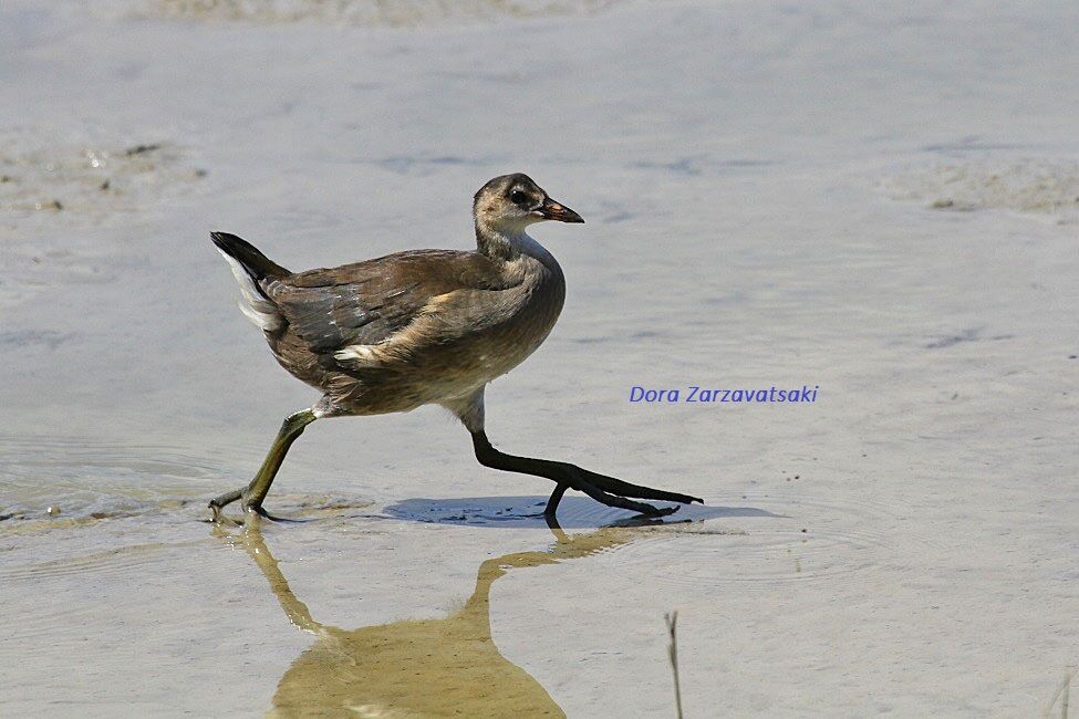 Gallinule poule-d'eaujuvénile