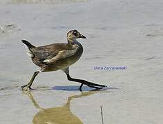 Common Moorhen