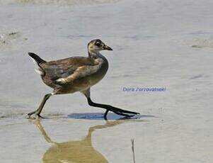 Gallinule poule-d'eau