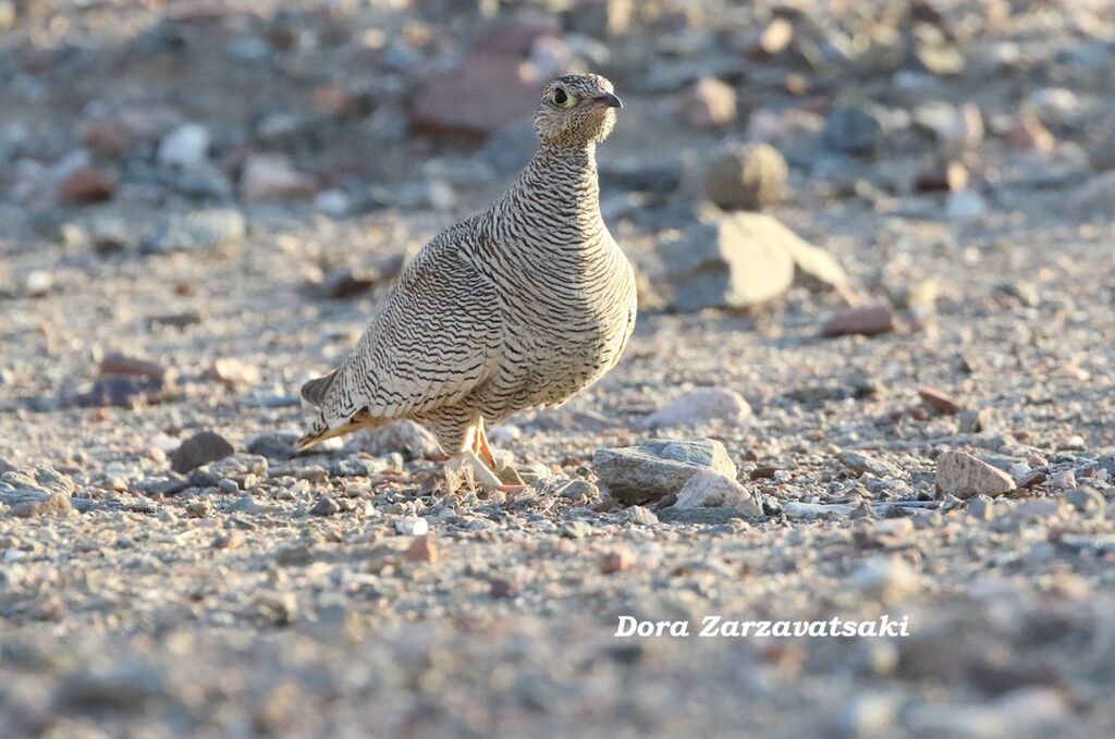Ganga de Lichtenstein