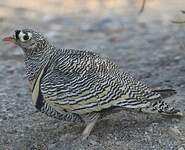 Ganga de Lichtenstein