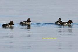 Common Goldeneye