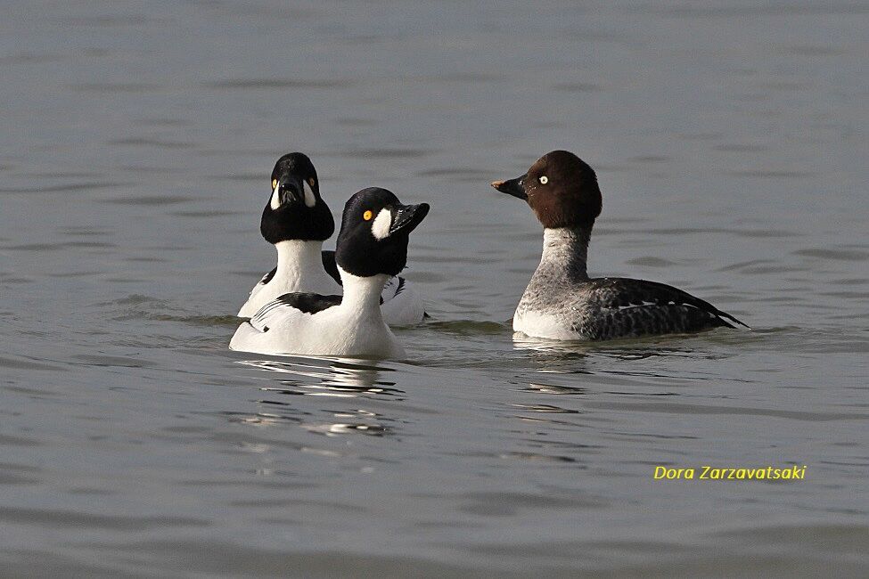 Common Goldeneye