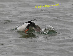 Common Goldeneye