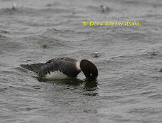 Common Goldeneye