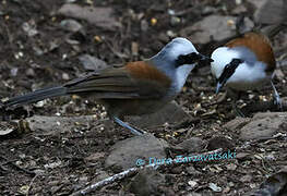 White-crested Laughingthrush