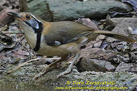 Greater Necklaced Laughingthrush