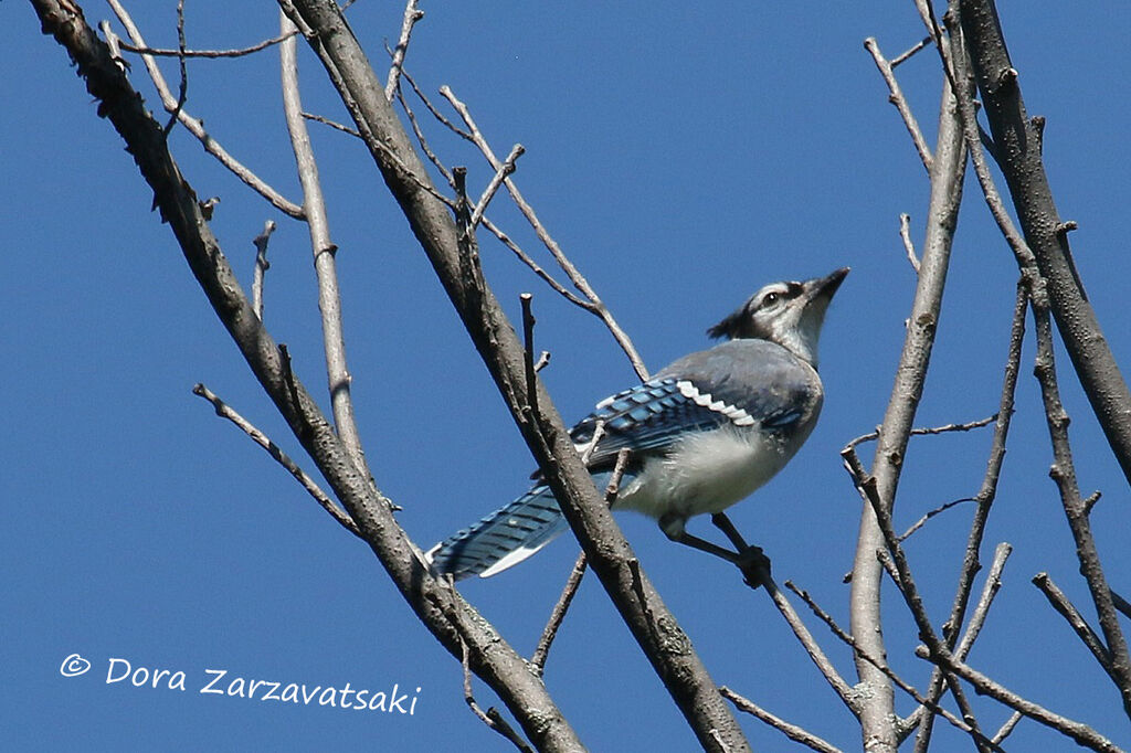 Blue Jay