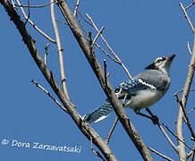 Blue Jay