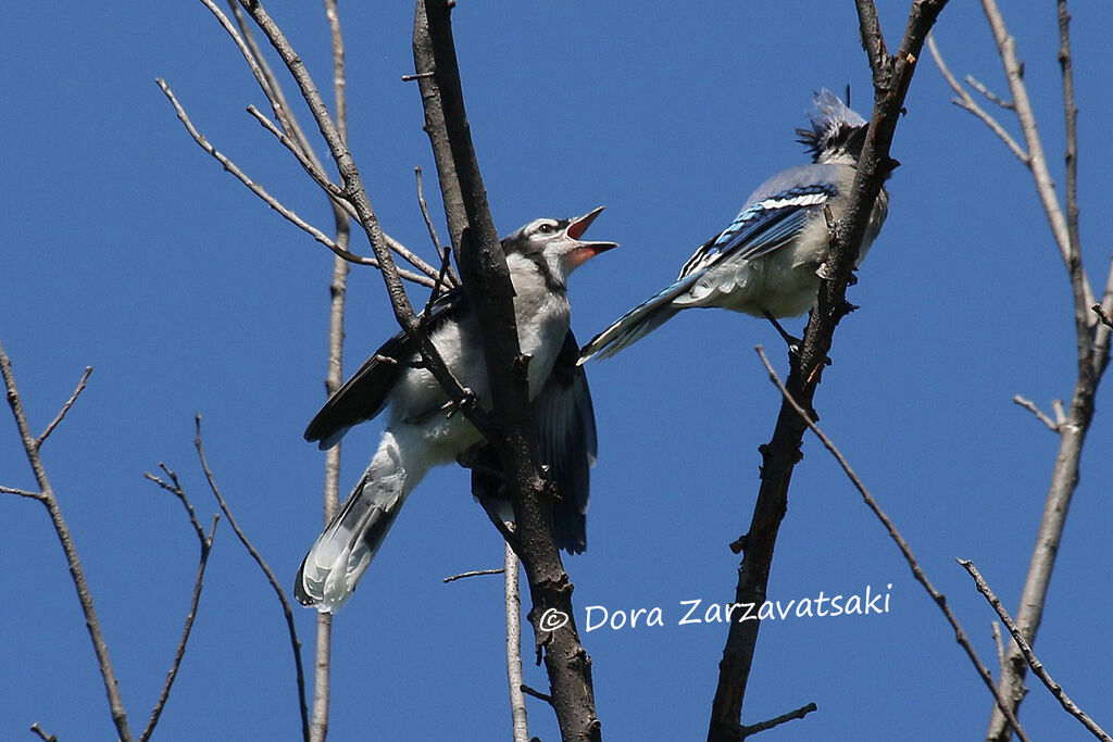 Blue Jay