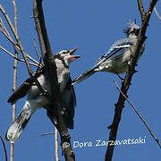 Blue Jay