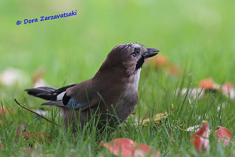 Eurasian Jay