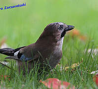 Eurasian Jay