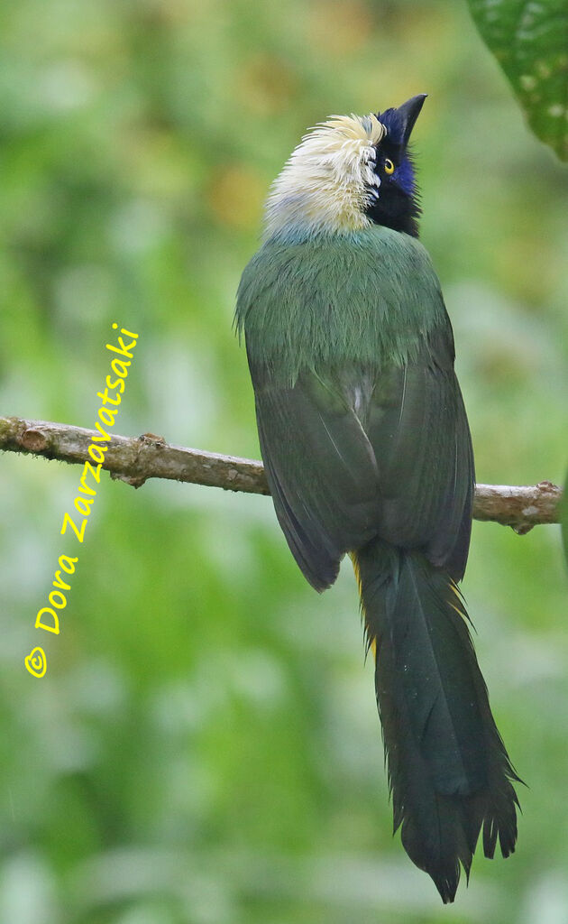 Inca Jayadult, identification