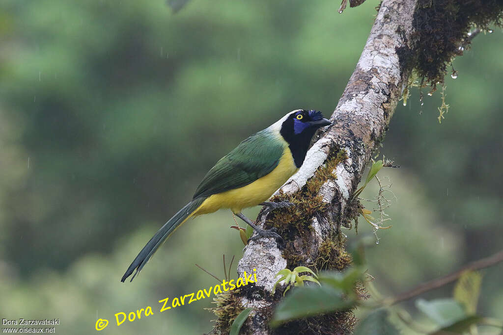 Inca Jayadult, identification