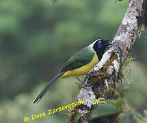 Inca Jay