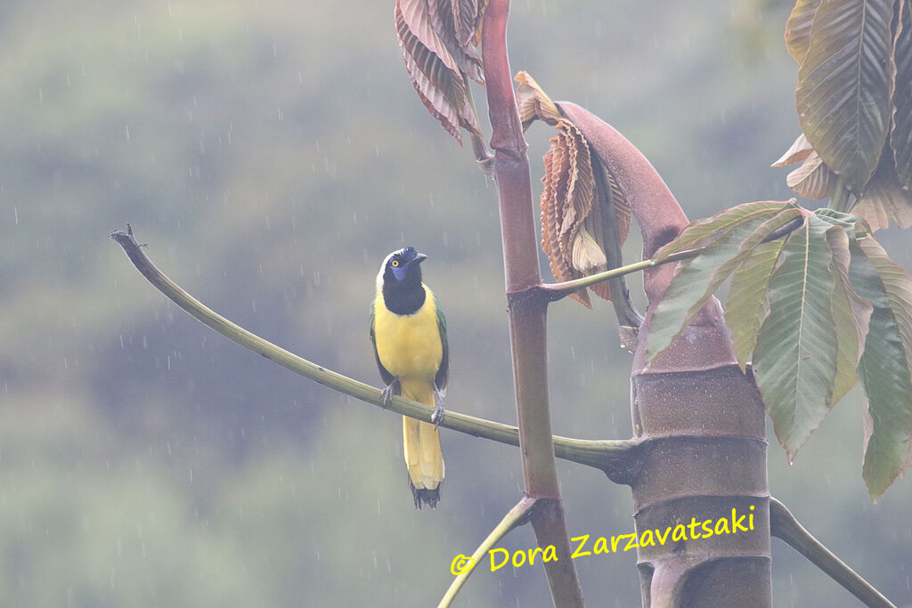 Inca Jayadult, identification