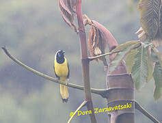 Inca Jay