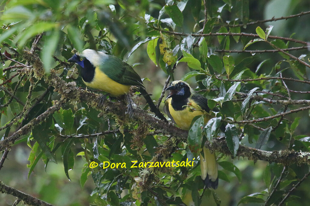 Inca Jay, identification