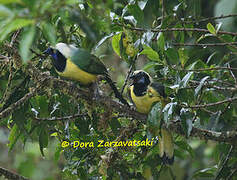 Inca Jay