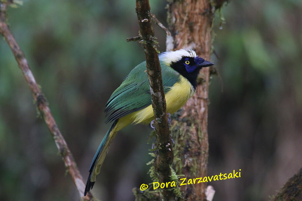 Inca Jayadult, identification