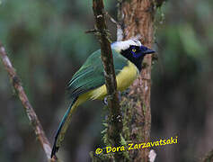 Inca Jay