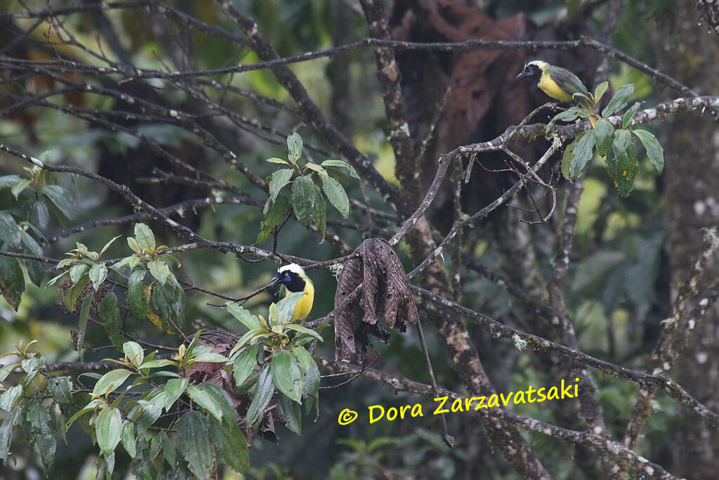 Inca Jay