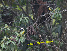 Inca Jay