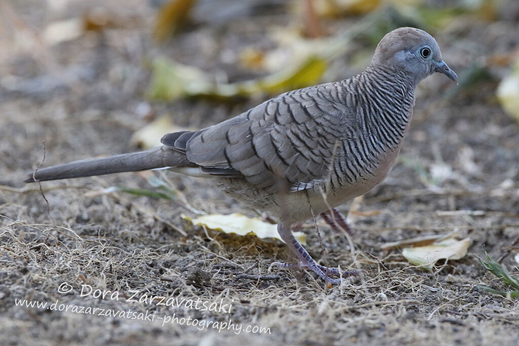 Géopélie zébréeadulte, identification