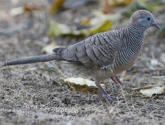 Zebra Dove