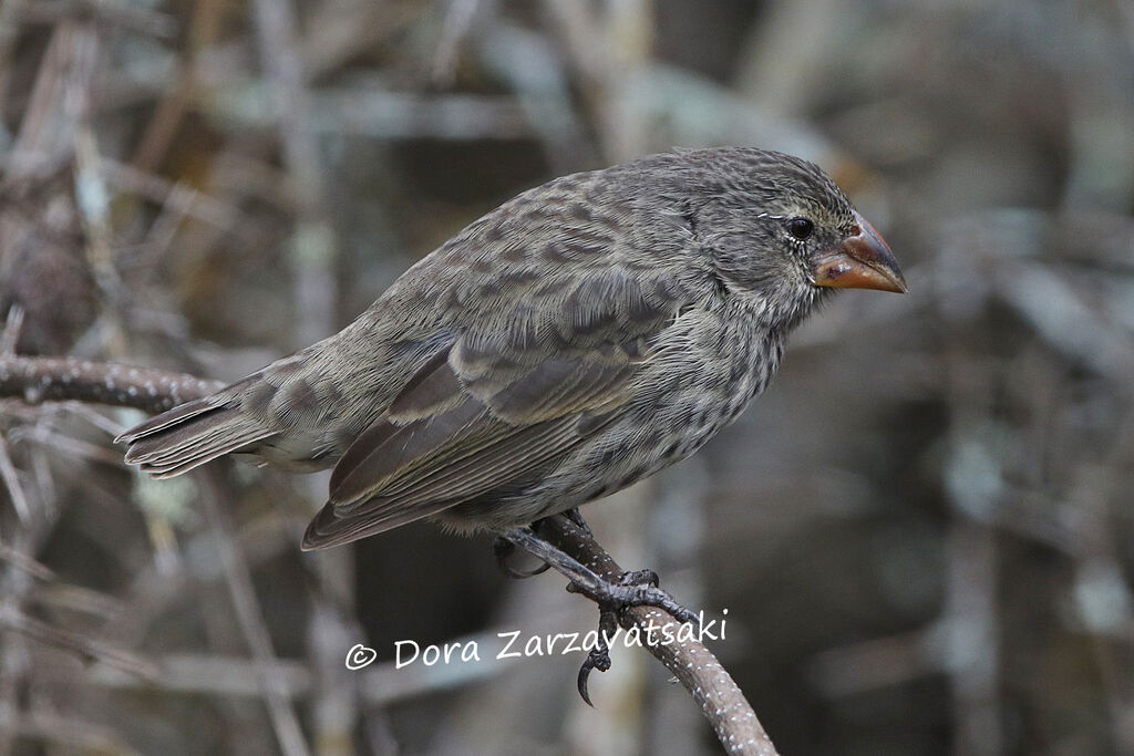 Medium Ground Finchadult, identification