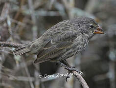 Medium Ground Finch