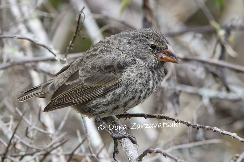 Medium Ground Finchadult, identification