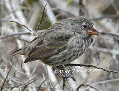 Medium Ground Finch