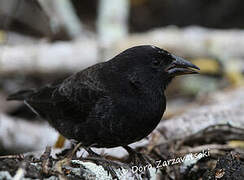 Common Cactus Finch