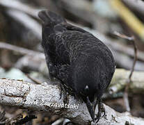 Common Cactus Finch