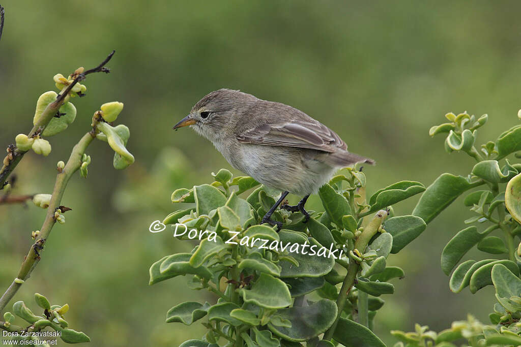 Géospize oliveadulte, identification