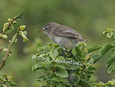 Green Warbler-Finch