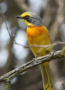 Orange-breasted Bushshrike