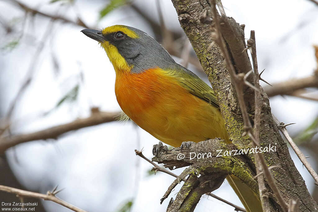 Orange-breasted Bushshrike male adult