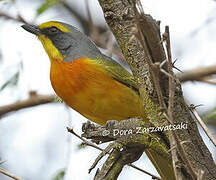 Orange-breasted Bushshrike