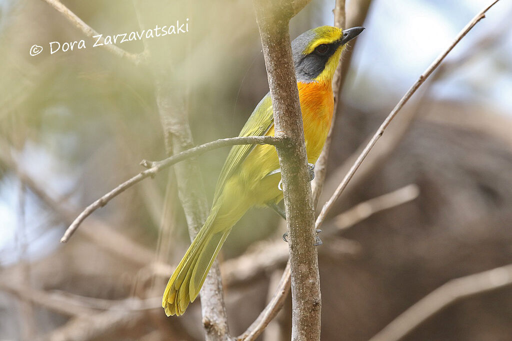 Orange-breasted Bushshrike male adult