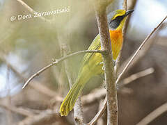 Orange-breasted Bushshrike