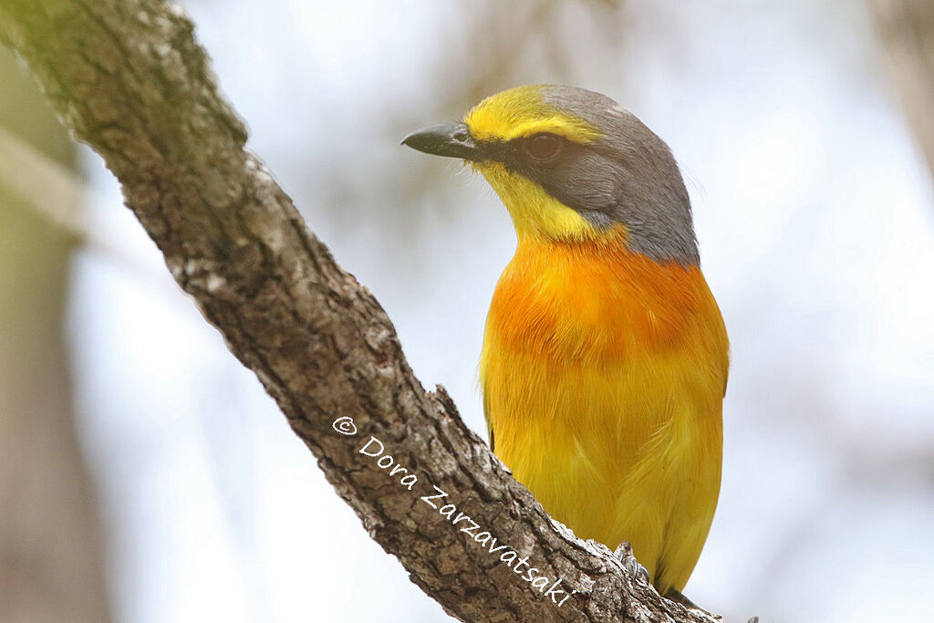 Orange-breasted Bushshrikeadult