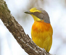 Orange-breasted Bushshrike